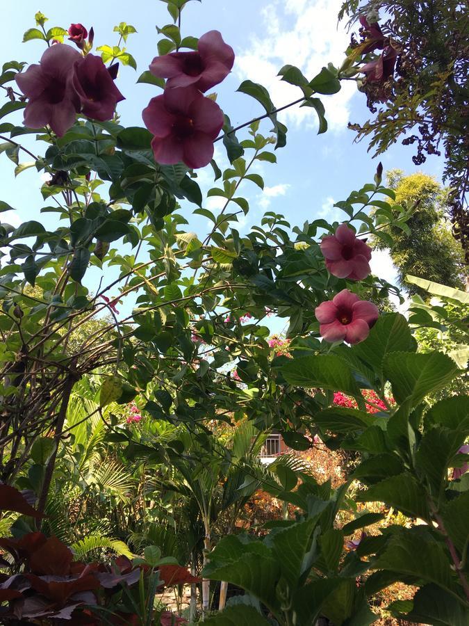 Hidden Paradise Guest House Pokhara Dış mekan fotoğraf